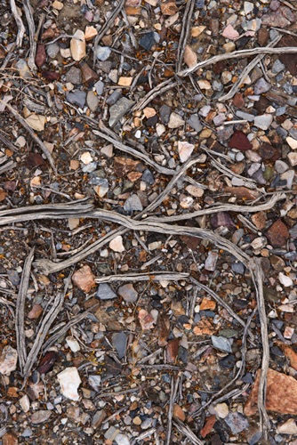 Desert Floor 2, Death Valley National Park, California (9775 SA).jpg